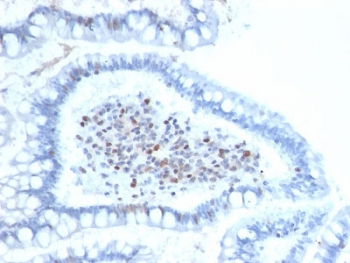 BMI1 Antibody