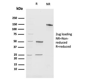 BMI1 Antibody