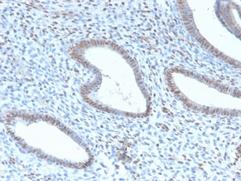 Recombinant TLE1 Antibody / Transducin-like enhancer protein 1