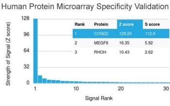 Cyclin D2 Antibody