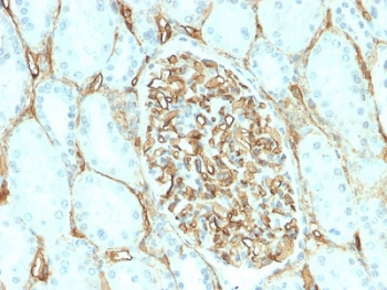Recombinant CD34 Antibody