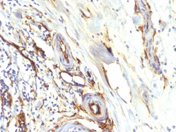 Recombinant CD34 Antibody