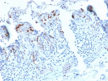DC-SIGN Antibody / CD209