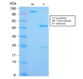 Recombinant CD123 Antibody / IL3RA