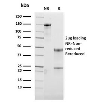 OX40 Antibody / CD134 / TNFRSF4