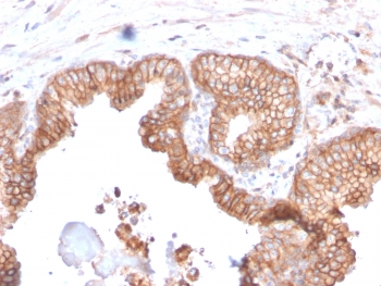 CD47 Antibody / IAP