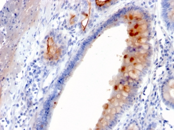 MUC4 Antibody / Mucin-4