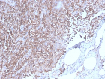 Recombinant CD3e Antibody