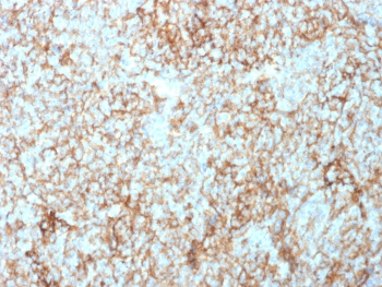 CD73 Antibody / NT5E