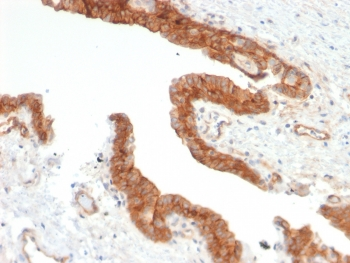 CD73 Antibody / NT5E