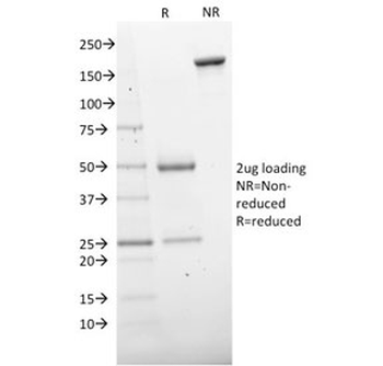 CD73 Antibody / NT5E