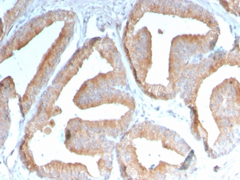 ICOSLG Antibody / ICOS Ligand / B7RP-1