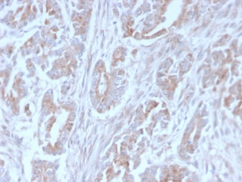 ICOSLG Antibody / ICOS Ligand / B7RP-1