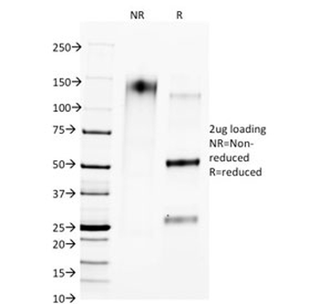 CTLA4 Antibody / CD152 (soluble form)