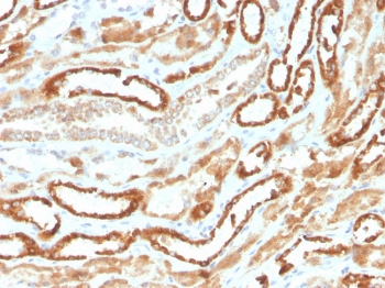 Recombinant Erythropoietin Antibody / EPO
