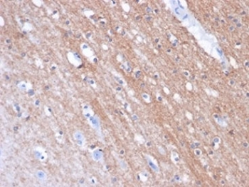FOLH1 Antibody / Folate Hydrolase 1
