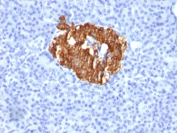 Insulin / IRDN Antibody