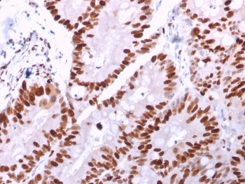 MCM6 Antibody