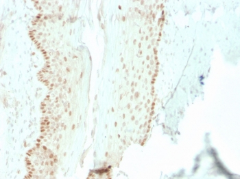 Recombinant SOX2 Antibody