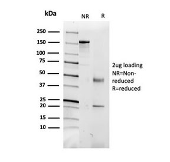 CD5L Antibody