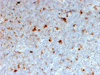 OX40 Antibody