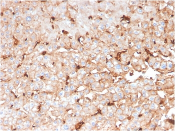 APOD Antibody / Apolipoprotein D