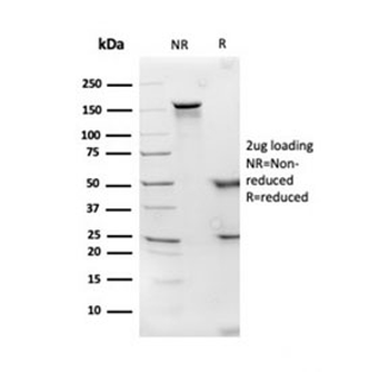APOD Antibody / Apolipoprotein D