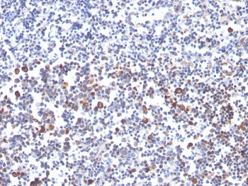 OX40 Antibody