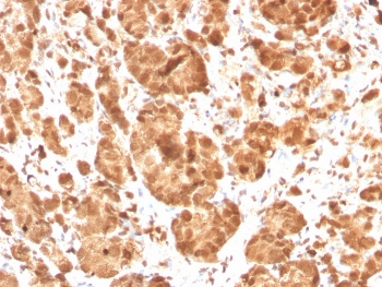 SOD1 Antibody / Superoxide Dismutase 1