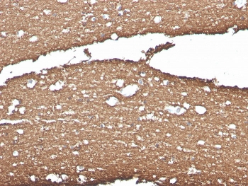 Myelin Basic Protein Antibody