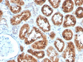 RBP4 Antibody / Retinol Binding Protein 4