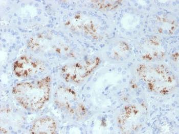 RBP4 Antibody / Retinol Binding Protein 4