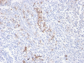 Recombinant CD38 Antibody