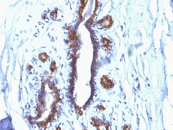 EMA Antibody / MUC1 / Mucin-1