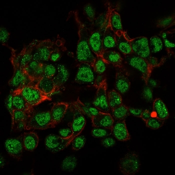 SUMO-2/3 Antibody