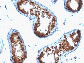 SUMO-2/3 Antibody