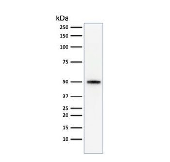 p53 Antibody