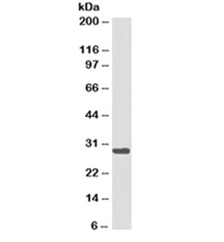 HLA-DR Antibody Cocktail (MHC II)
