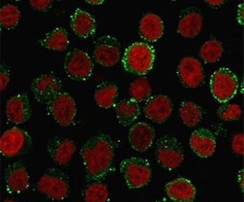 CD45RA Antibody