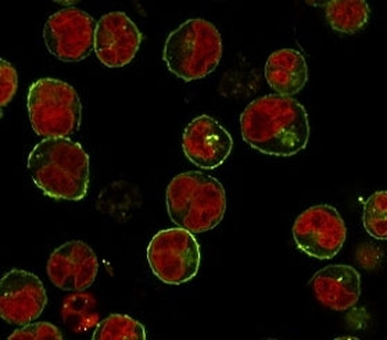 HLA-DRB1 Antibody (MHC II)