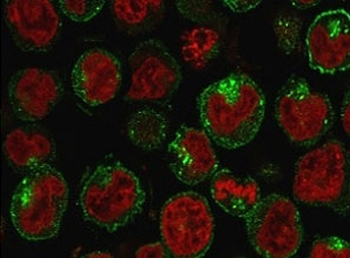 Transferrin Receptor Antibody