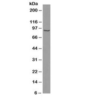 b-Catenin Antibody