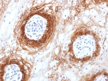 CD44v6 Antibody