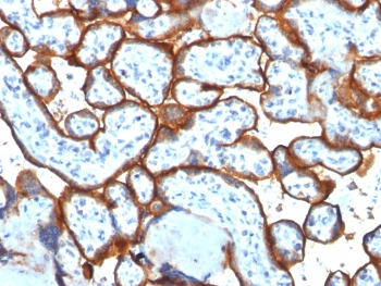 CD71 Antibody / Transferrin Receptor (Extracellular domain)
