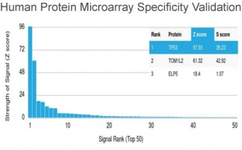 p53 Antibody (N-Terminal Region)