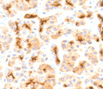 Recombinant CFTR Antibody / Rabbit Monoclonal