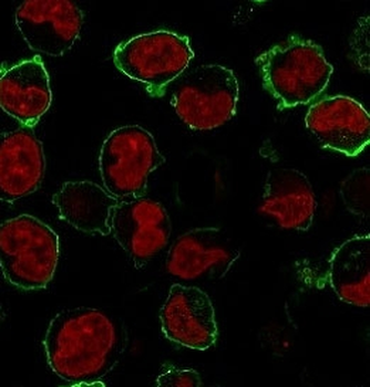 Recombinant CD43 Antibody / Rabbit Monoclonal