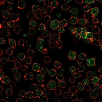 TYMS Antibody / Thymidylate Synthase