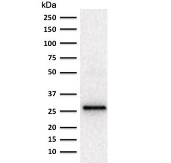 Adiponectin Antibody