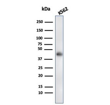 Recombinant GYPA Antibody / Glycophorin A